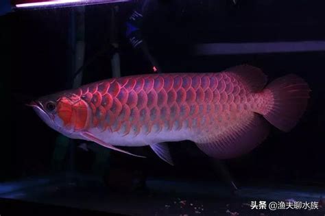 龍魚鱗片受傷|立鱗病症狀及治療方式